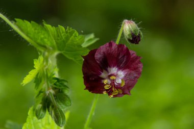 İlkbahar bahçesinde sardunya fatihi mor ve kırmızı çiçekler..