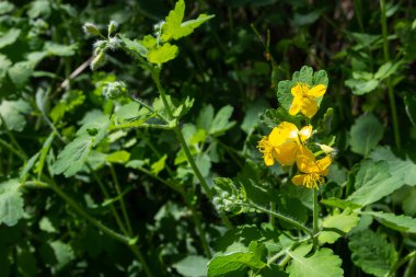 Daha büyük Celandine, sarı yabani çiçekler, yaklaşın. Chelidonium majus, Papaveraceae familyasının zehirli, çiçekli ve tıbbi bitkisidir. Tetterwort bitkisinin sarı-turuncu opak özü siğilleri iyileştirir..