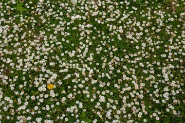 Parlak güneşin altında çiçeklenmiş papatya dolu bir tarla. Beyaz ve sarı çiçek açan Papatya ya da Bellis Perennis 'in doğal yaşam alanlarına detaylı bir bakış açısı. Bahçe Papatyaları veya İngilizce Daises tam çerçeve arkaplan.