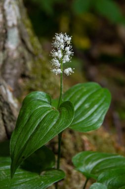 Yaban mersini çiçeği. Bilimsel adı Maianthemum dilatatum. Bahar ormanlarında, doğal ortamda.