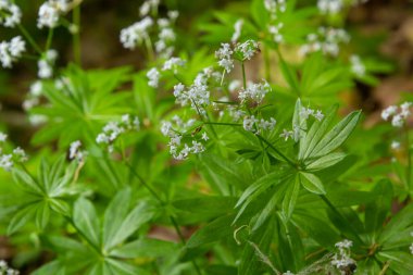 Galium odoratum, Rubiaceae familyasından bir bitki türü..