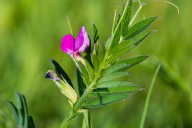 Vicia latiroides, Vicia latiroides olarak bilinir. Doğal ortamda.