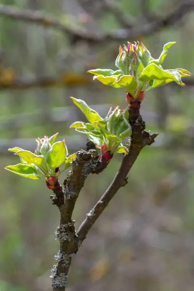 发现苹果树的新鲜的粉红和白花芽 家养马卢斯 春天开花 — 图库照片