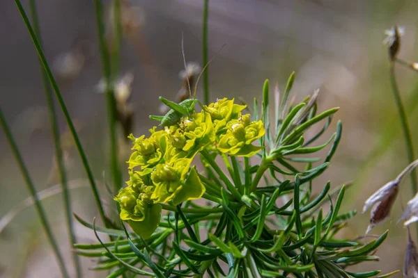 Spring Euphorbia Cyparissias Cypress Spurge Flowers Closeup Selective Focus — Fotografia de Stock