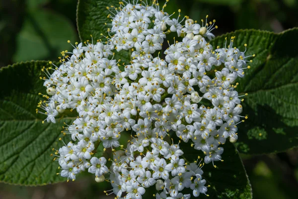 Bílá Květenství Větvi Rostliny Zvané Viburnum Lantana Aureum Zblízka — Stock fotografie