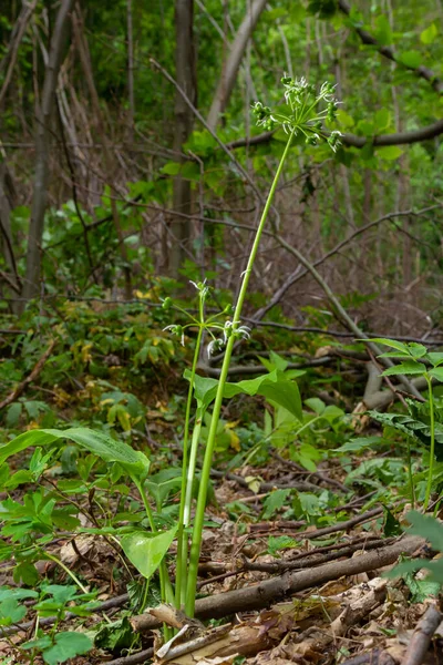 Bahçedeki yenilebilir yabani çiçekleri kapat. Vahşi sarımsak, Allium ursinum, vahşi Ramson bahar mevsiminin doğal ortamında yenilebilir bitkidir. Bahçe konseptinden yenilebilir çiçekler.