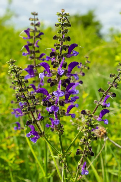 Salvia Pratensis Луговой Клари Луговой Шалфей Вид Цветущего Растения Семейства — стоковое фото