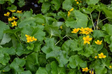 Caltha Palustris, Marsh-Marigold ya da Kingcup, ıslak ormanlık alandaki çiçekler, yabani çiçekler..