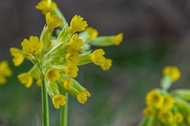 Primula veris, inek donu, inek donu, çuha çiçeği, syn. Primula officinalis Hill, Primulaceae familyasından bir bitki bitkisidir..