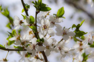 Erik Cerasifera Çiçek açan beyaz erik ağacı. Prunus Cerasifera 'nın beyaz çiçekleri.