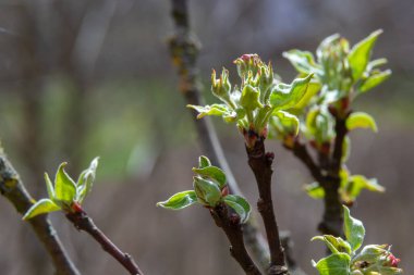 Discovery Apple ağacının taze pembe ve beyaz çiçek tomurcukları, Malus domestica, ilkbaharda çiçek açar..