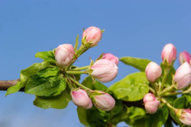 İlkbaharda açan elma ağacının taze çiçekleri..