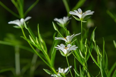 Stellaria sanal çayı. Tavuk otunun narin orman çiçekleri, Stellaria holostea ya da Echte Sternmiere. Çiçek arkaplanı. Doğal yeşil arka planda beyaz çiçekler. yakın plan