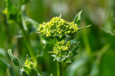 Lepidium draba, Cardaria draba, Hoary Cress, Brassicaceae. Baharda vahşi bitki vuruşu..