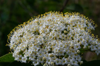İlkbaharda Viburnum 'un vahşi çiçeklerinde, Viburnum lantana.