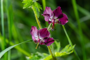 İlkbahar bahçesinde sardunya fatihi mor ve kırmızı çiçekler..