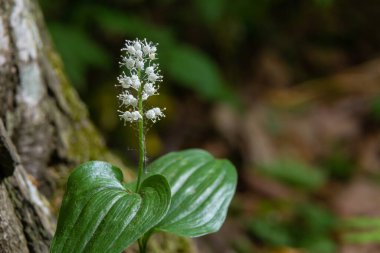 Yaban mersini çiçeği. Bilimsel adı Maianthemum dilatatum. Bahar ormanlarında, doğal ortamda.