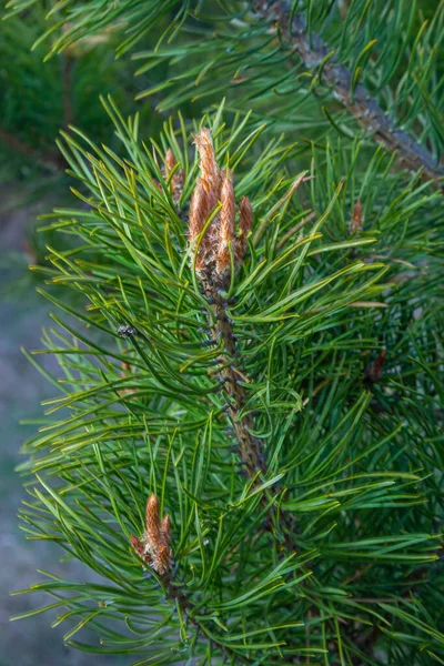 Long Buds Pine Branch Buds Appear Pine Tree Spring — Stock Photo, Image