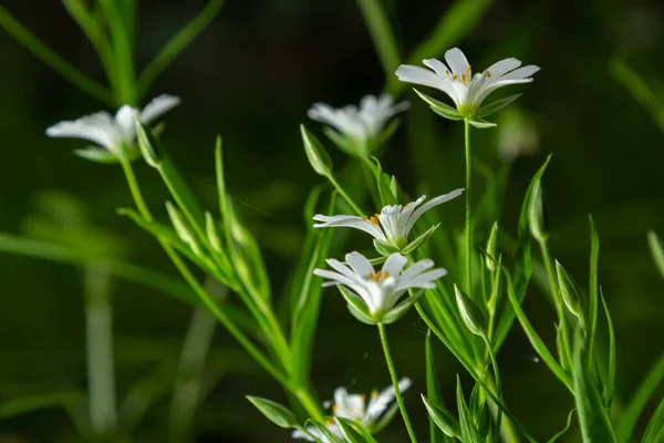 라리아 풀의우아 스테아 Stellaria Holostea 에스테 Echte Sternmiere 꽃들의 자연환경의 — 스톡 사진