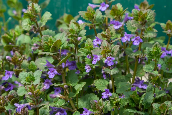 Güzel Doğal Mavi Çiçekler Glechoma Hederacea Baharda Çayırda Büyüyor Yaklaş.