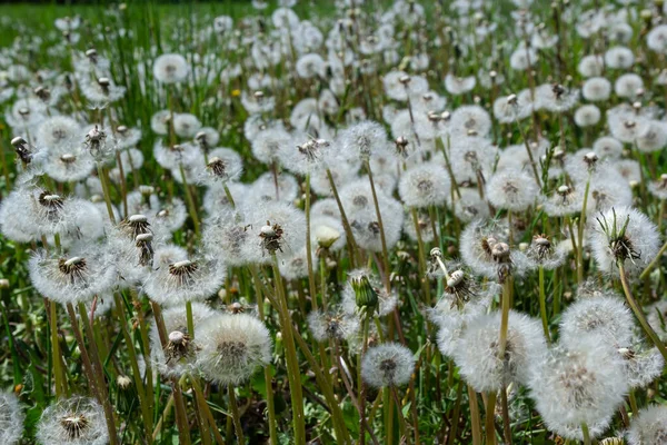 Обыкновенный Одуванчик Taraxacum Officinale Выцветшие Цветы Похожи Снежный Шар Спелые — стоковое фото