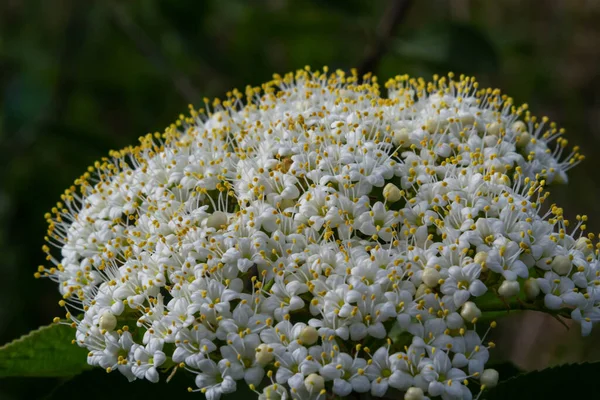 Jaře Divokých Květech Viburna Viburnum Lantana — Stock fotografie