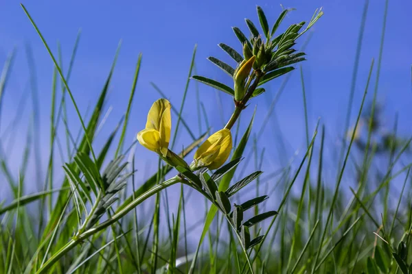 Vicia Lutea Veza Amarilla Lisa Flores Silvestres Primavera Día Soleado — Foto de Stock