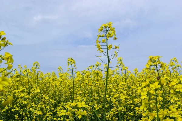 菜種油作物のために栽培された黄色の菜の花や菜の花のフィールドの風景 青空と白い雲と黄色の花のフィールド ウクライナの春 — ストック写真