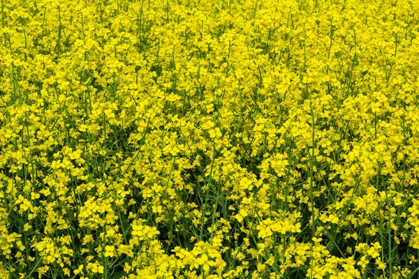 Rapeseed Field Blooming Canola Flowers Close Rape Field Summer Bright — Stock Photo, Image