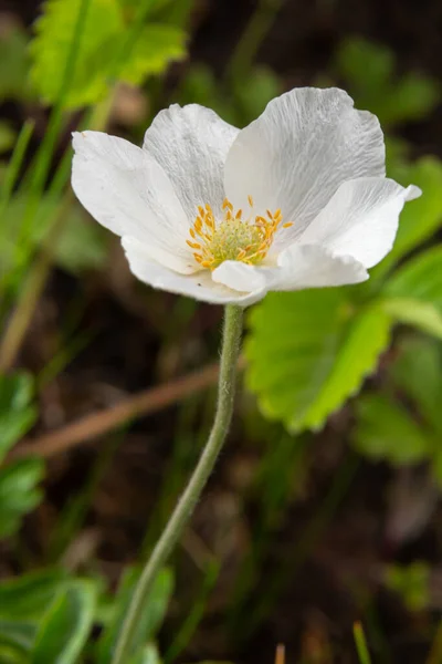 Verwelkende Weiße Blüte Der Schneeglöckchenanemone Anemone Sylvestris Inmitten Von Stelen — Stockfoto