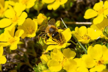 Arı Potentilla arenaria, Tormentilla erecta, Potentilla laeta, Potentilla tormentilla, tormentil, tormentil, septfoil, dikme cinquefoil sarı küçük yabani bitkiler.