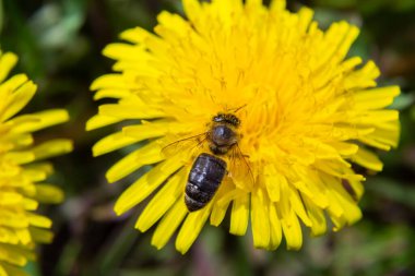 Sarı bacaklı madenci arı Andrena Flavipes 'ın sarı karahindiba çiçeği, Taraxacum officinale.