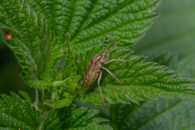 Yeşil bir yaprak üzerinde, yaban böceği ya da Kıllı Kalkan böceği Dolycoris bakterisini kapatın..
