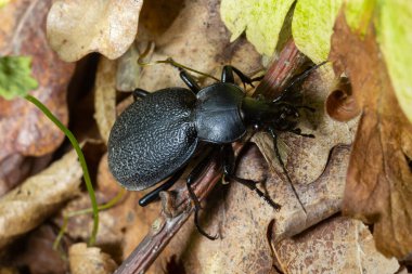 Carabus coriaceus, Avrupa 'da yaygın olarak bulunan bir böcek türüdür ve burada yaprak döken ormanlarda ve karışık ormanlarda yaşar. Kapat..
