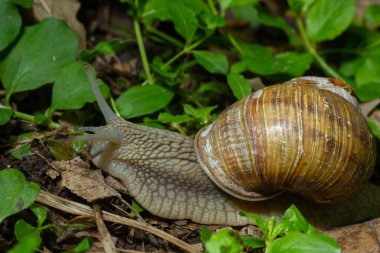 Helix pomatia ayrıca Romalı salyangoz, Burgundy salyangozu, yenilebilir salyangoz veya salyangoz, Helicidae familyasından bir karasal pulmonat yumuşakçasıdır..