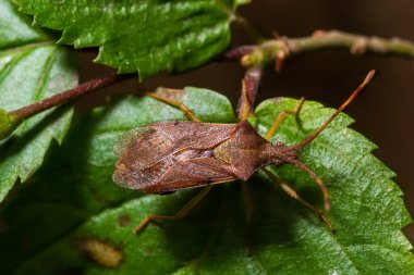 Kabak böceği Coreus Marginatus. Dock böceği Coreus marginatus yeşil bir çimen yaprağında.