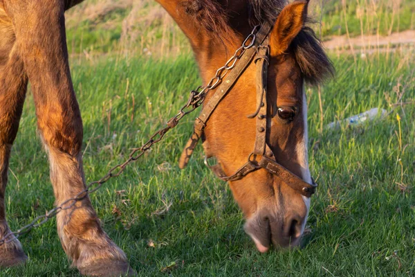 Closeup Side View Beautiful Brown Horse Eating Grass Hay Meadow — Stock Photo, Image