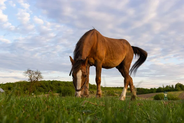 Close Zijaanzicht Van Mooie Bruine Paard Eten Gras Hooi Weide — Stockfoto