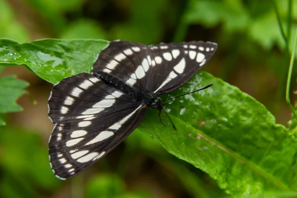 Pallas Segler Oder Gemeiner Schmetterling Neptis Sappho Der Sein Territorium — Stockfoto
