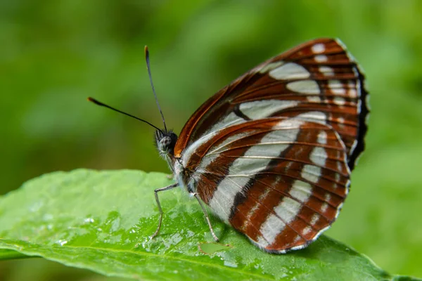 포티스 Nymphalidae 나비입니다 나비는 신뢰하고 사람을 두려워하지 않습니다 얼굴에 앉습니다 — 스톡 사진