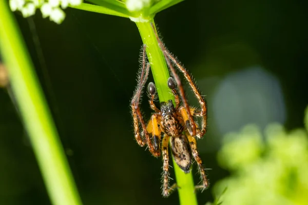 Primer Plano Macroplano Una Araña Del Bosque Marrón Tallo Flores — Foto de Stock