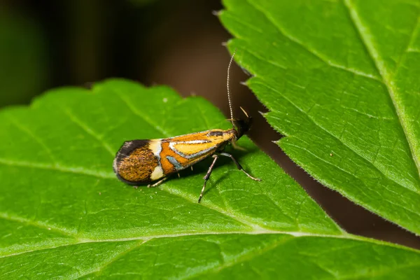 Zbliżenie Obrazu Długonogiego Motyla Nemophora Degeerella Liść Zielony — Zdjęcie stockowe