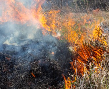 Burning old dry grass. Tongues red flame and burning dry yellowed grass in smoke.