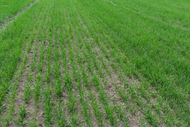 Toprakta yetişen küçük buğday fideleri. Tarım ve tarım teması. Organik gıda sahada üretiliyor. Doğal arkaplan.