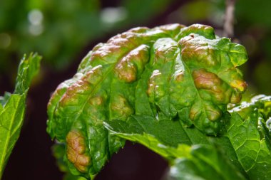 Yaprak bitleri kıvrımlı yapraklar, kiraz ağacına kıvrılmış yaprak, kiraz yaprağı, yaprakların altında kara kiraz yaprağı saldırısı....
