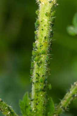 Yaprak bitleri kıvrımlı yapraklar, kiraz ağacına kıvrılmış yaprak, kiraz yaprağı, yaprakların altında kara kiraz yaprağı saldırısı....