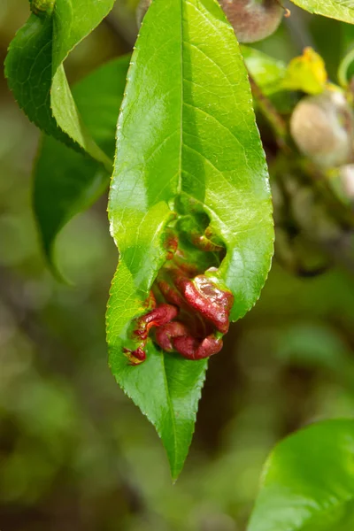 Detail of peach leaves with leaf curl, Taphrina deformans, disease. Leaf disease outbreak contact the tree leaves.