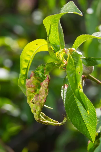 Detalle Hojas Melocotón Con Rizo Hoja Taphrina Deformans Enfermedad Brote —  Fotos de Stock