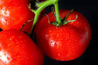siyah zemin su damlaları ile fotoğraf domates.