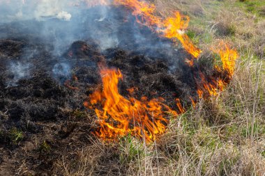 Kuru otları yakıyorum. Diller kırmızı alev ve yanan kuru sarı çimenler duman içinde.